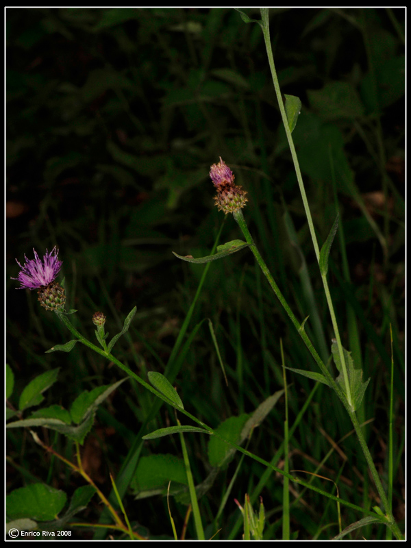 Centaurea nigrescens