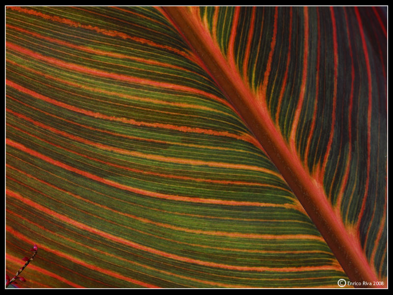 Geometrie vegetali