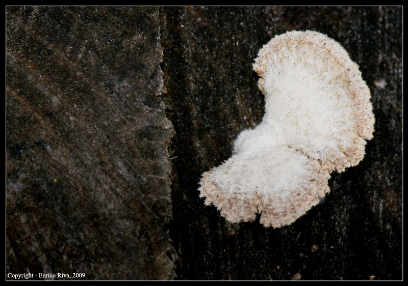 Fungo da determinare