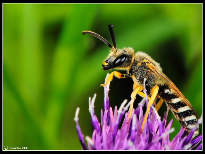 Halictus scabiosae M (Apidae Halictinae)
