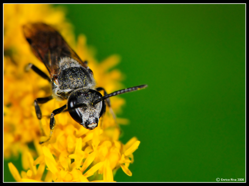 Lasioglossum calceatum M (Apidae Halictinae)