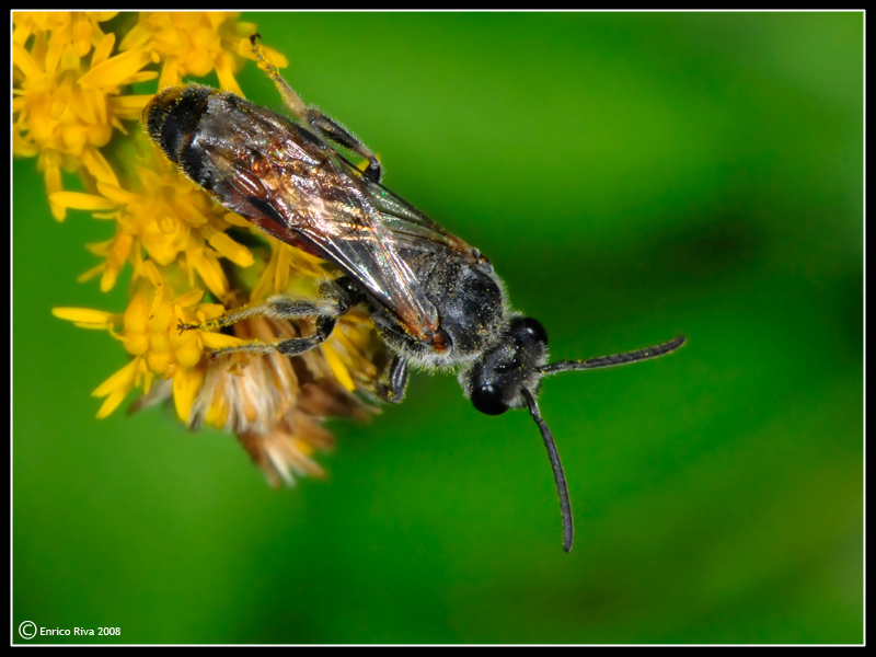 Lasioglossum calceatum M (Apidae Halictinae)