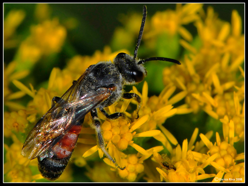 Lasioglossum calceatum M (Apidae Halictinae)