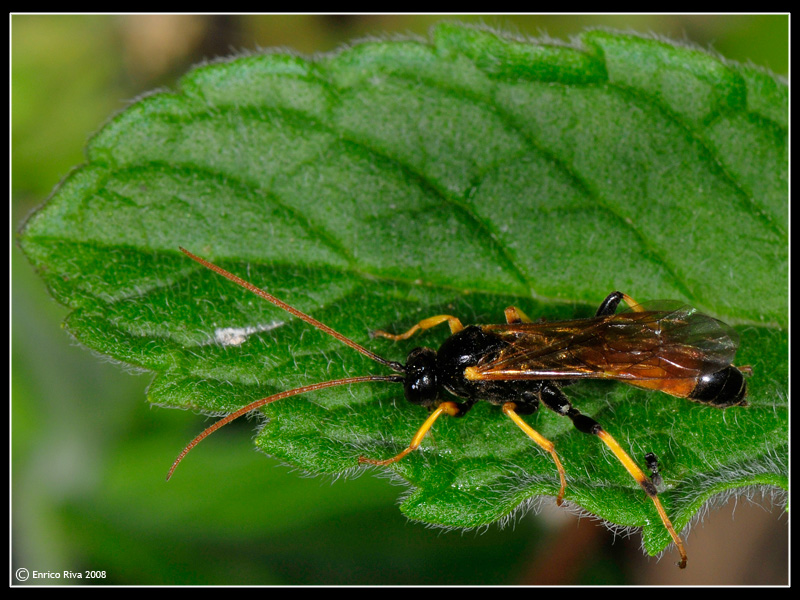 Ichneumonidae Campopleginae