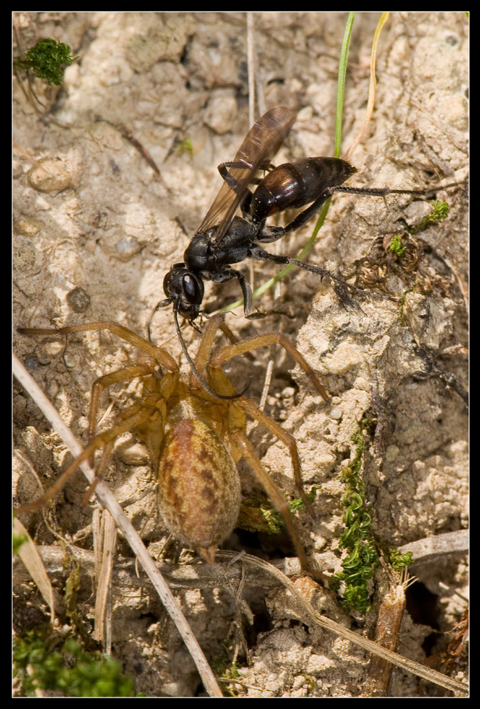 Pompilidae: Auplopus carbonarius a caccia di ragni (Aterigena sp.)