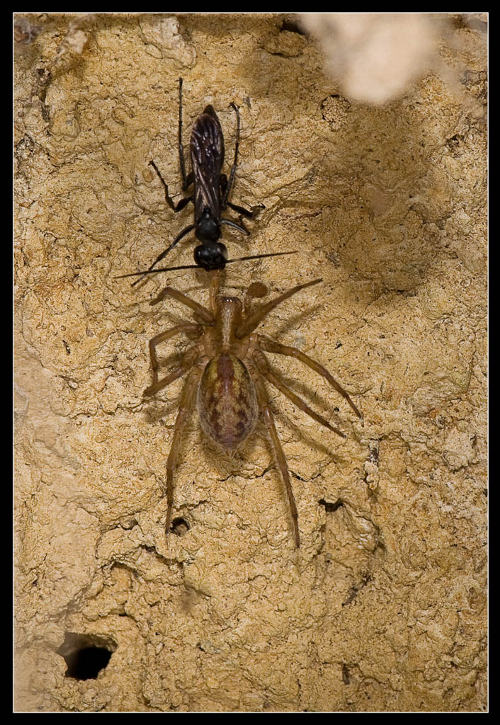 Pompilidae: Auplopus carbonarius a caccia di ragni (Aterigena sp.)