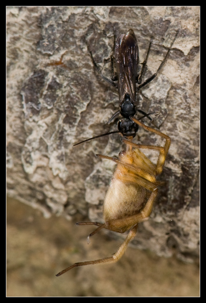 Pompilidae: Auplopus carbonarius a caccia di ragni (Aterigena sp.)
