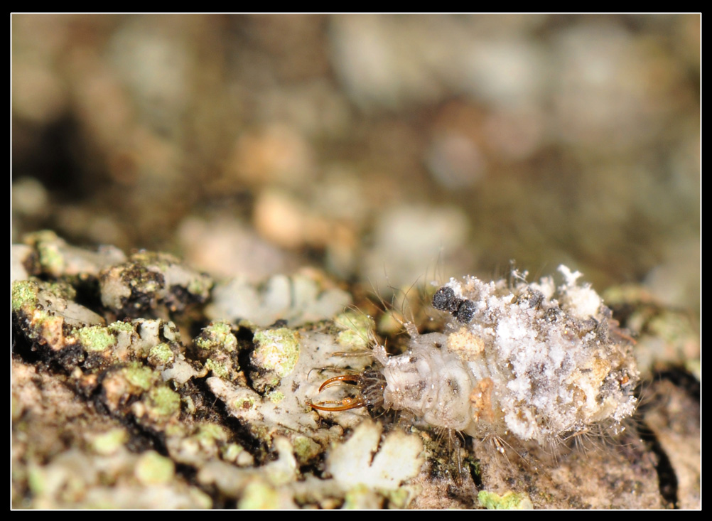 Larva travestita da corteccia (Dichochrysa)