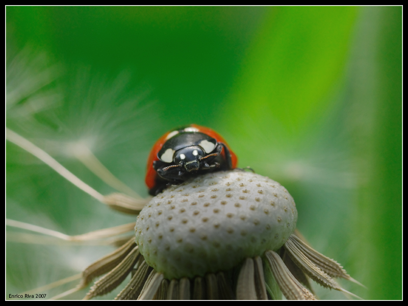 Una semplice coccinella