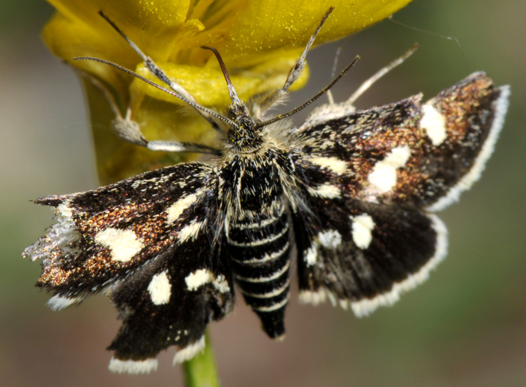 Eurrhypis pollinalis (Crambidae)