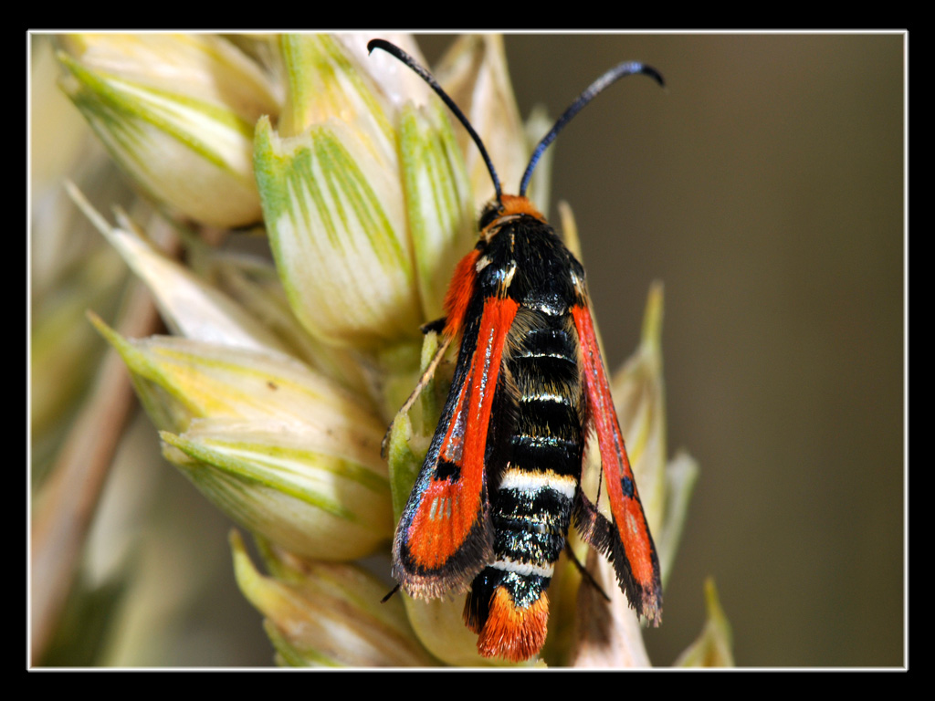 Pyropteron chrysidiforme