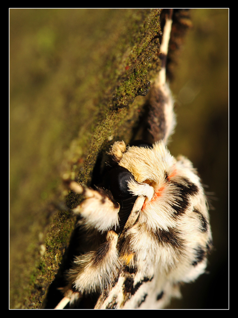 Lymantria monacha (Lymantriidae)