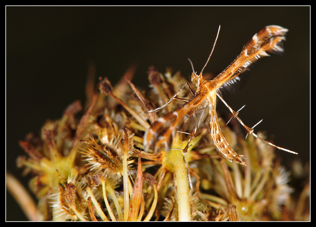 Pterophoridae da identificare