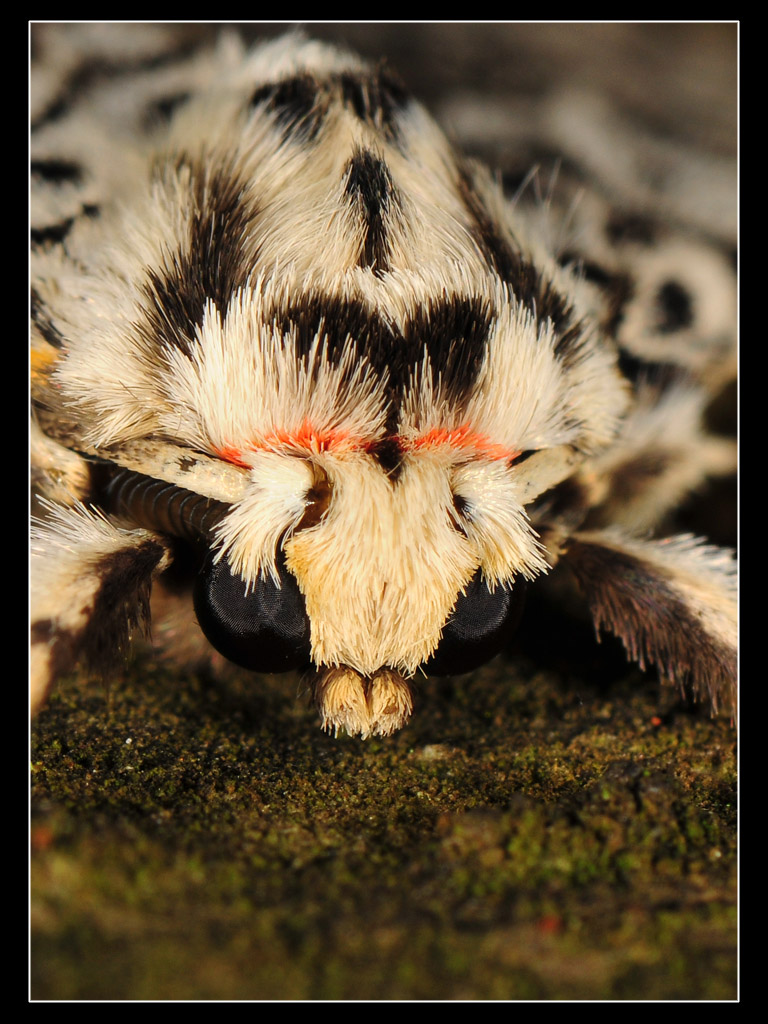 Lymantria monacha (Lymantriidae)