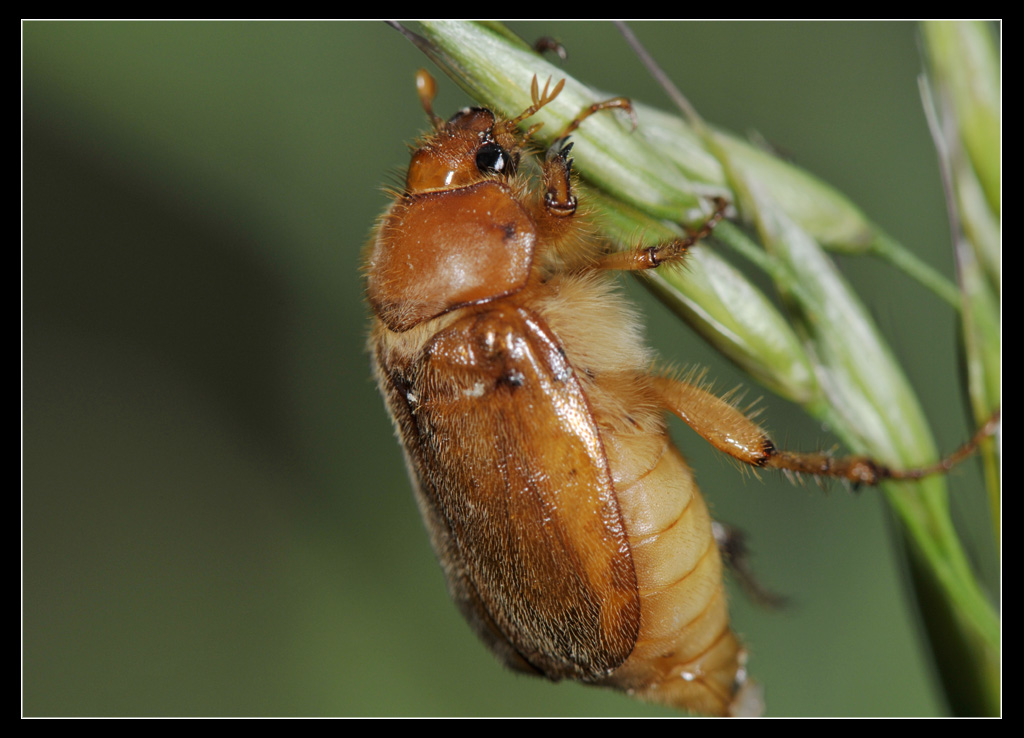 Amphimallon sp.