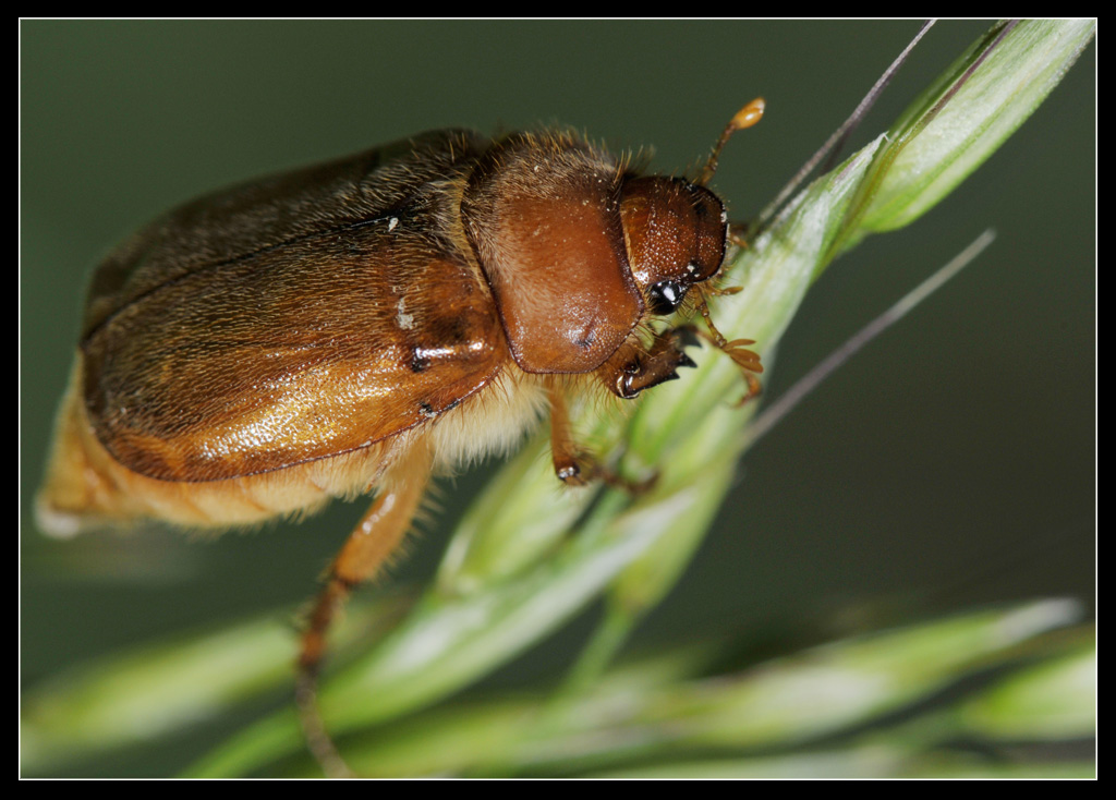 Amphimallon sp.