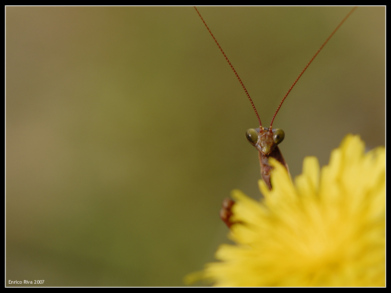Mantide d''autunno