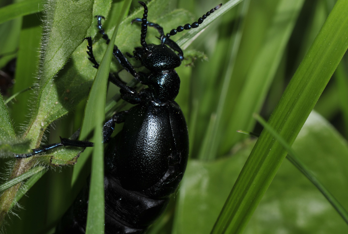 Meloe violaceus, femmina e falso Meloe, Arima marginata s.l. (Chrysomelidae) femmina