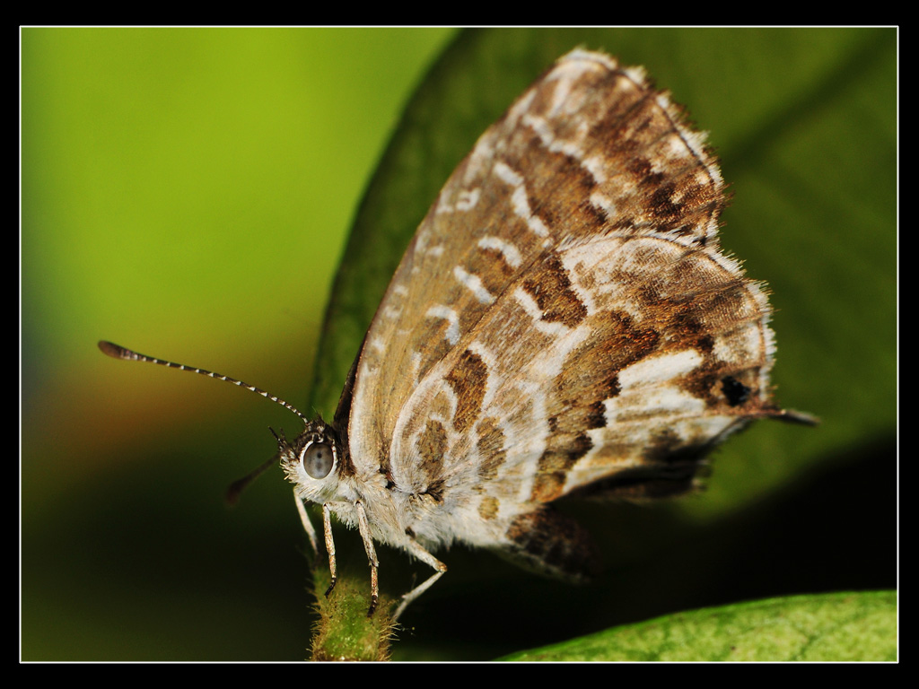 Cacyreus marshalli