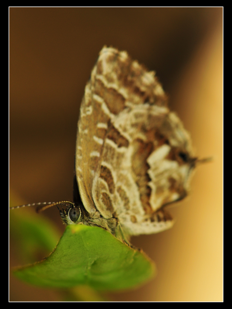 Cacyreus marshalli