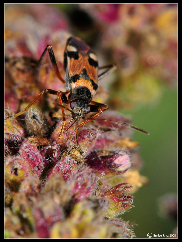 Da identificare. Lygaeidae:  Beosus quadripunctatus