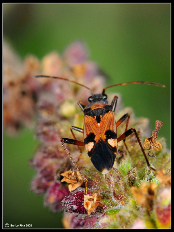 Da identificare. Lygaeidae:  Beosus quadripunctatus