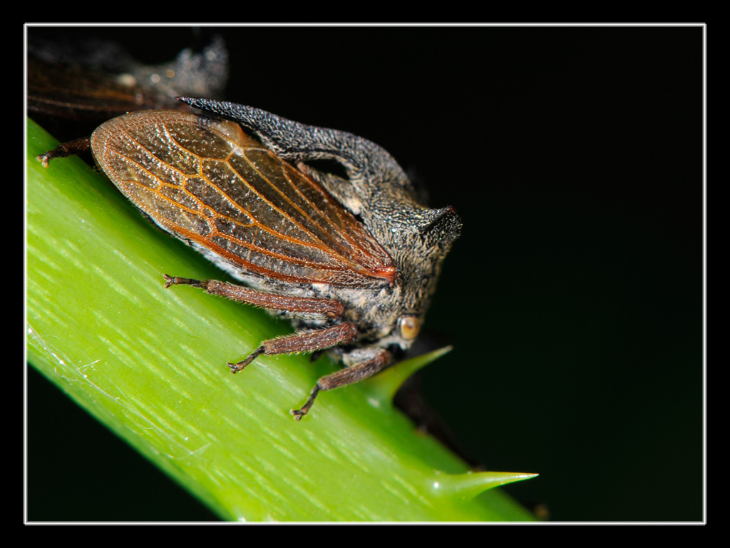 Centrotus cornutus