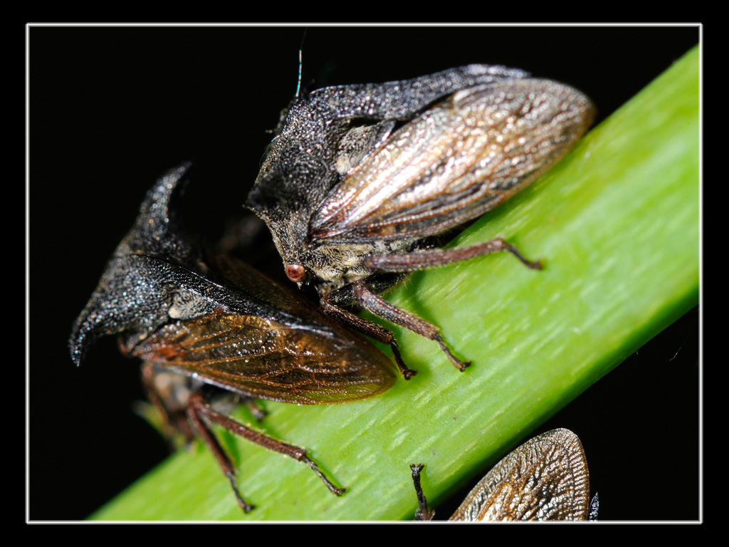 Centrotus cornutus