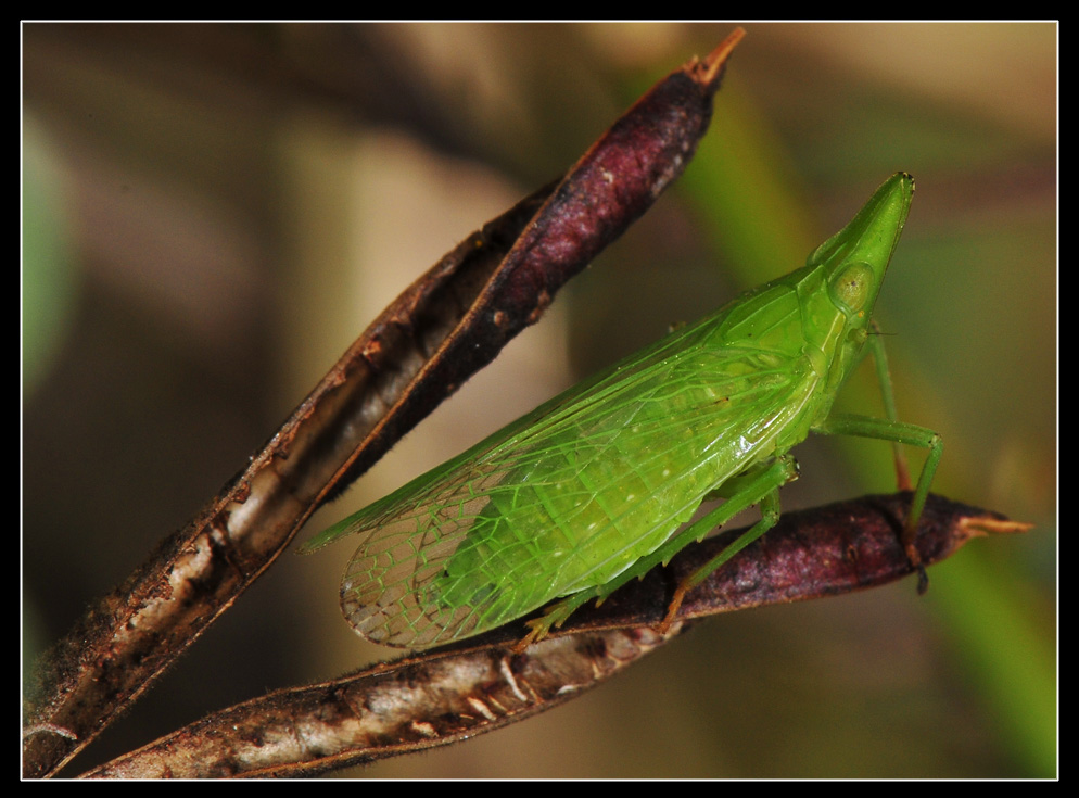 Dictyophara europaea