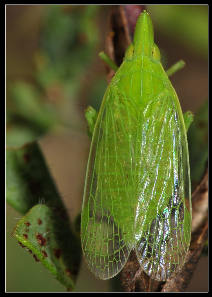 Dictyophara europaea