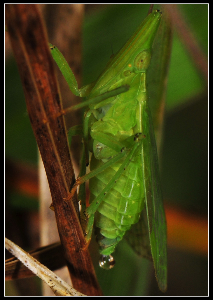 Dictyophara europaea