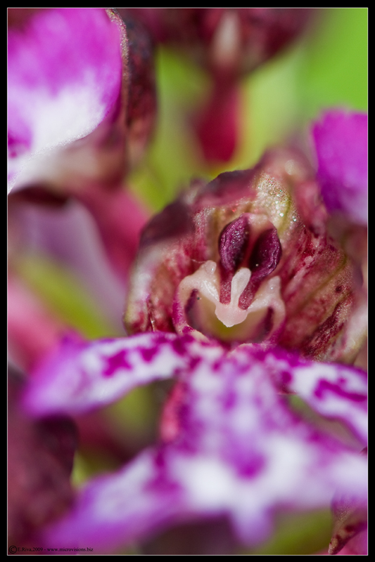 Orchis purpurea