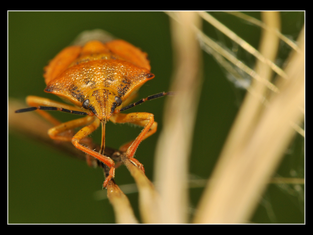 Carpocoris pudicus?