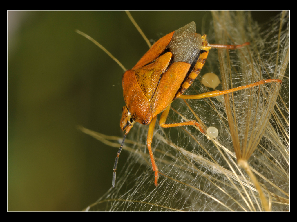 Carpocoris pudicus?