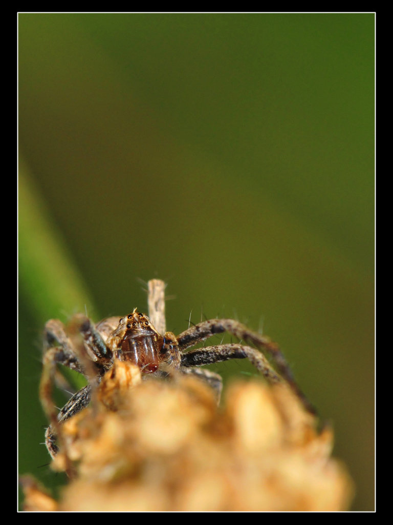 Pisaura mirabilis