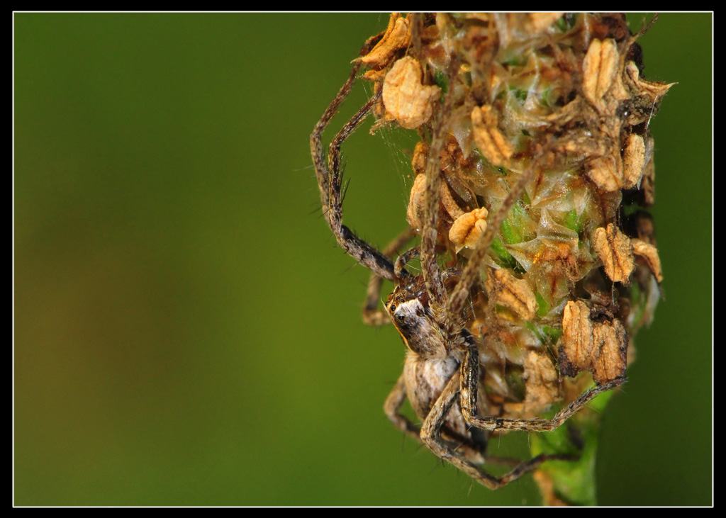 Pisaura mirabilis