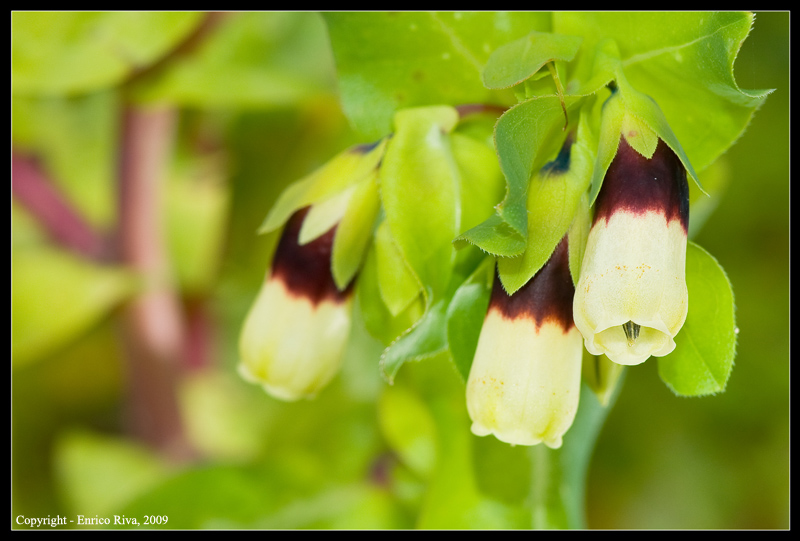 Cerinthe major