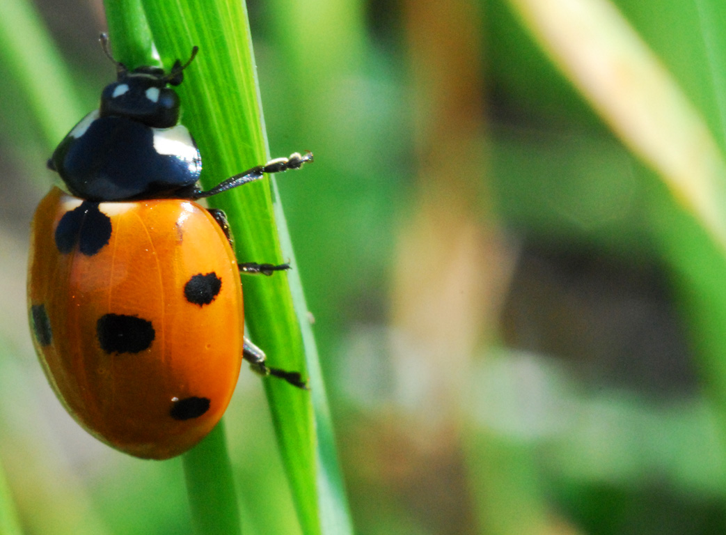 Coccinelle