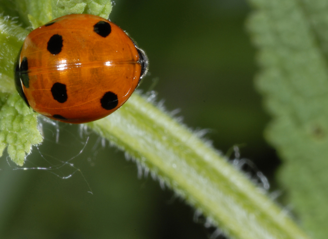 Coccinelle