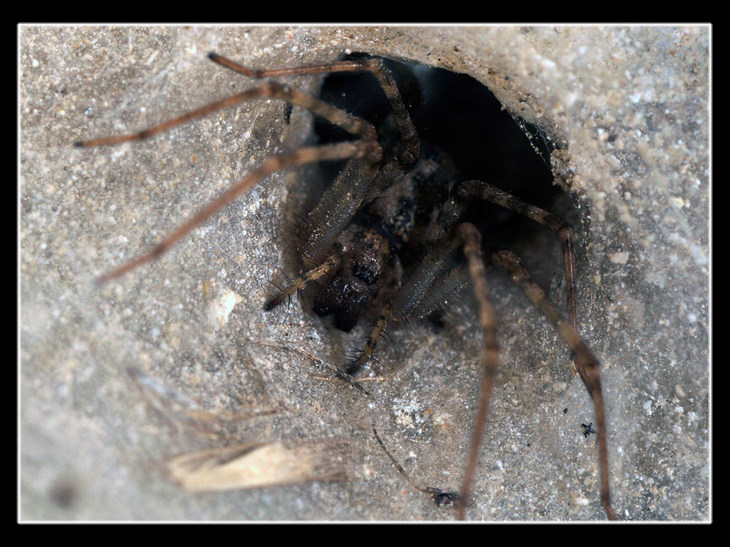 Tegenaria sp.
