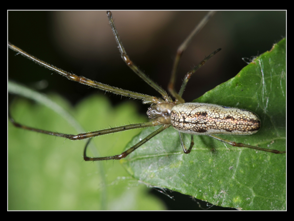 Tetragnatha sp.