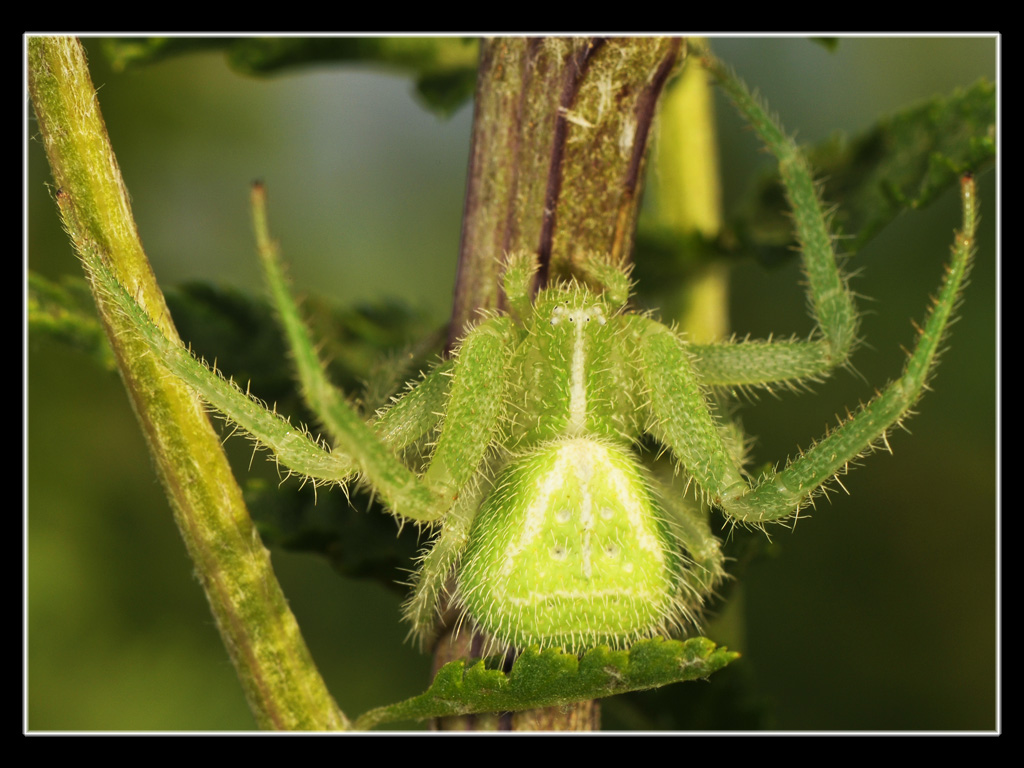 Heriaeus sp.
