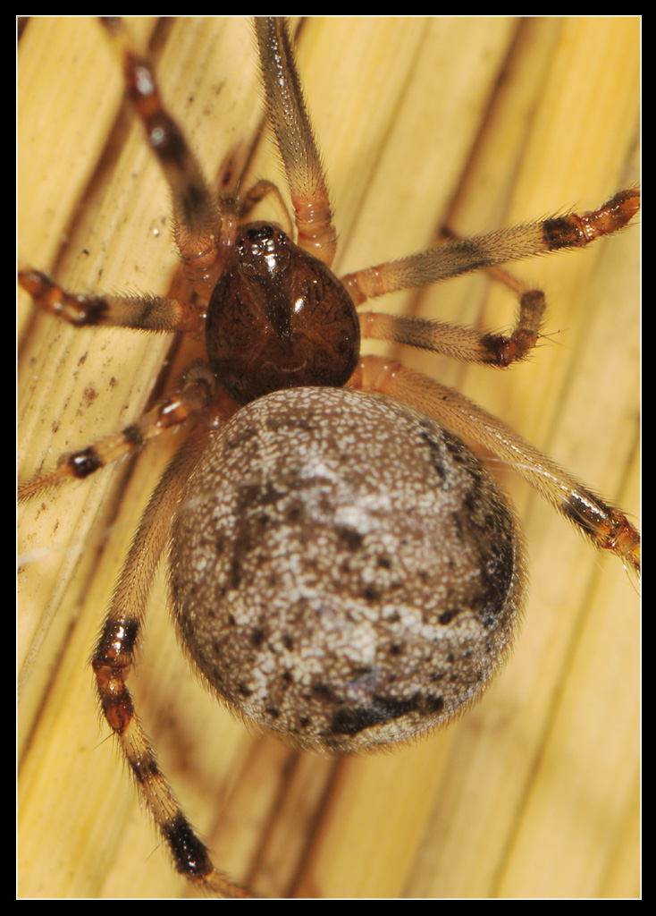 Pronta per deporre: Achaearanea o Parasteatoda