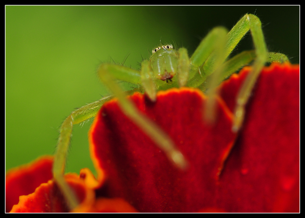 Micrommata virescens