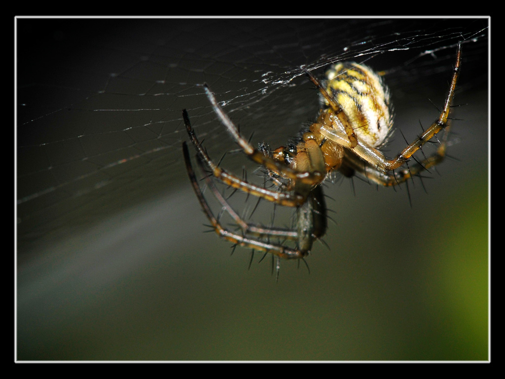 Mangora acalypha