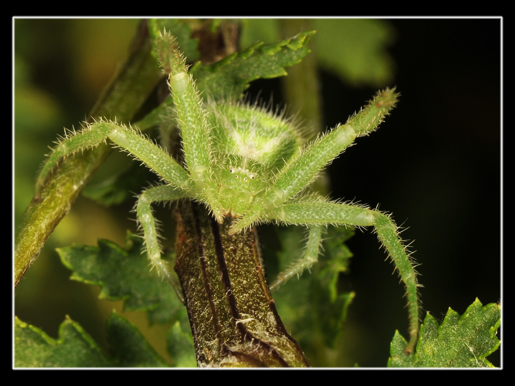 Heriaeus sp.