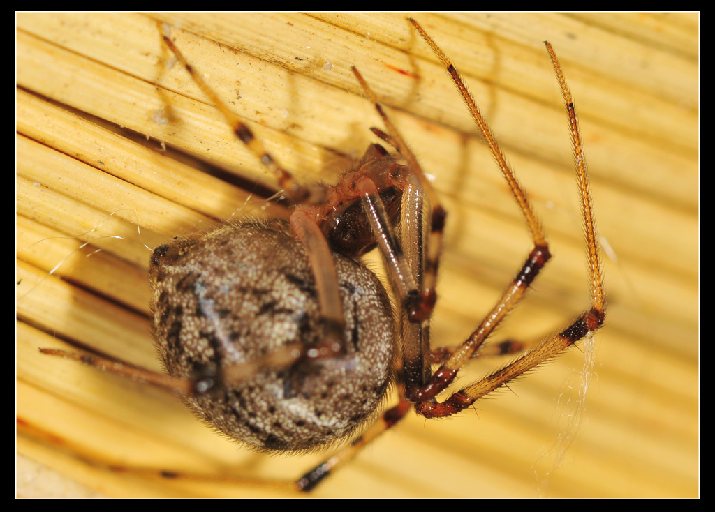 Pronta per deporre: Achaearanea o Parasteatoda
