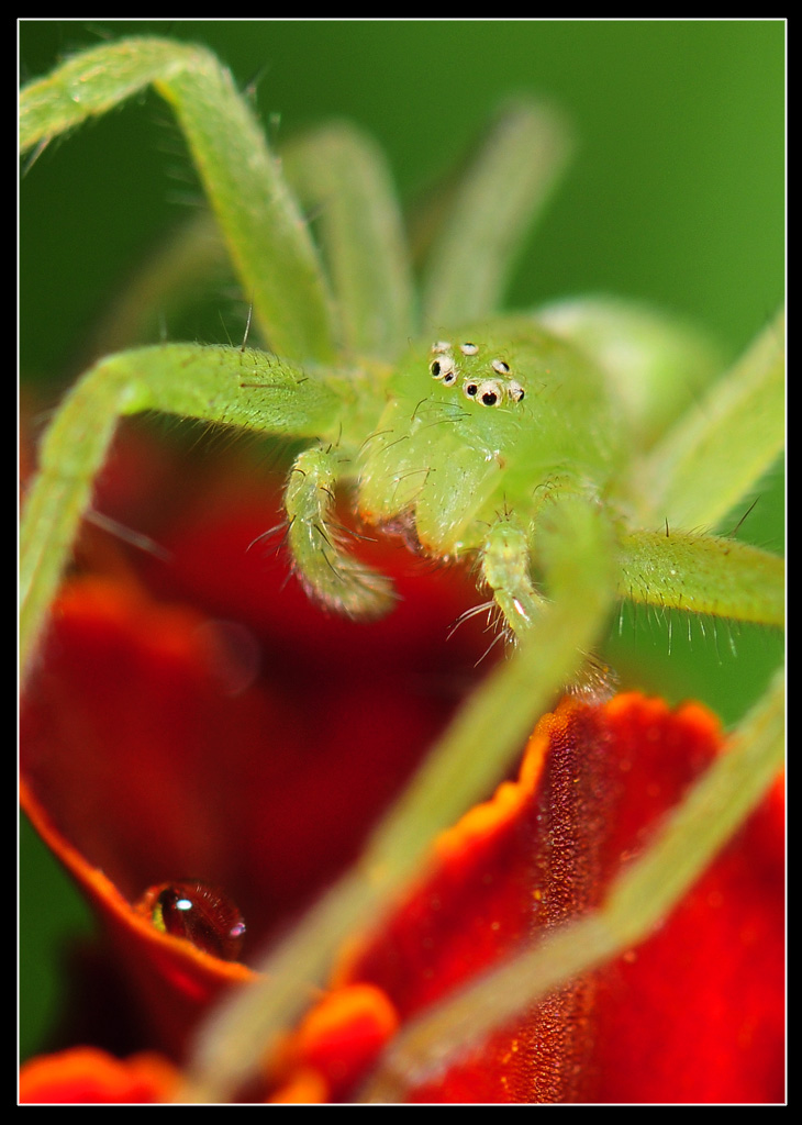 Micrommata virescens