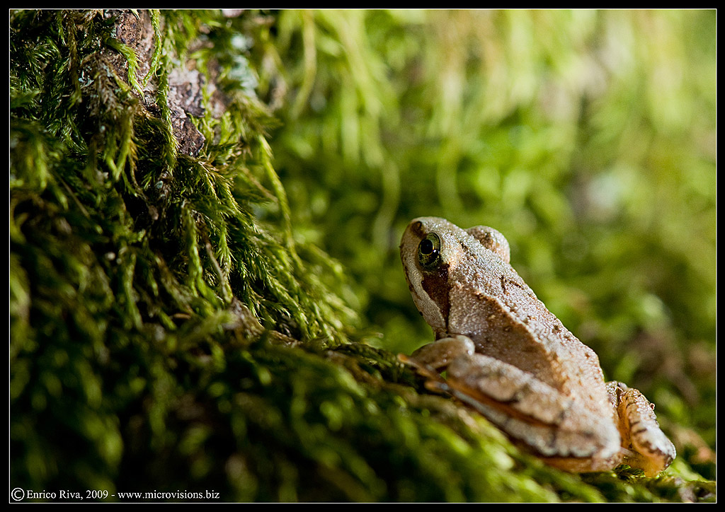 Rana dalmatina? - Rana temporaria