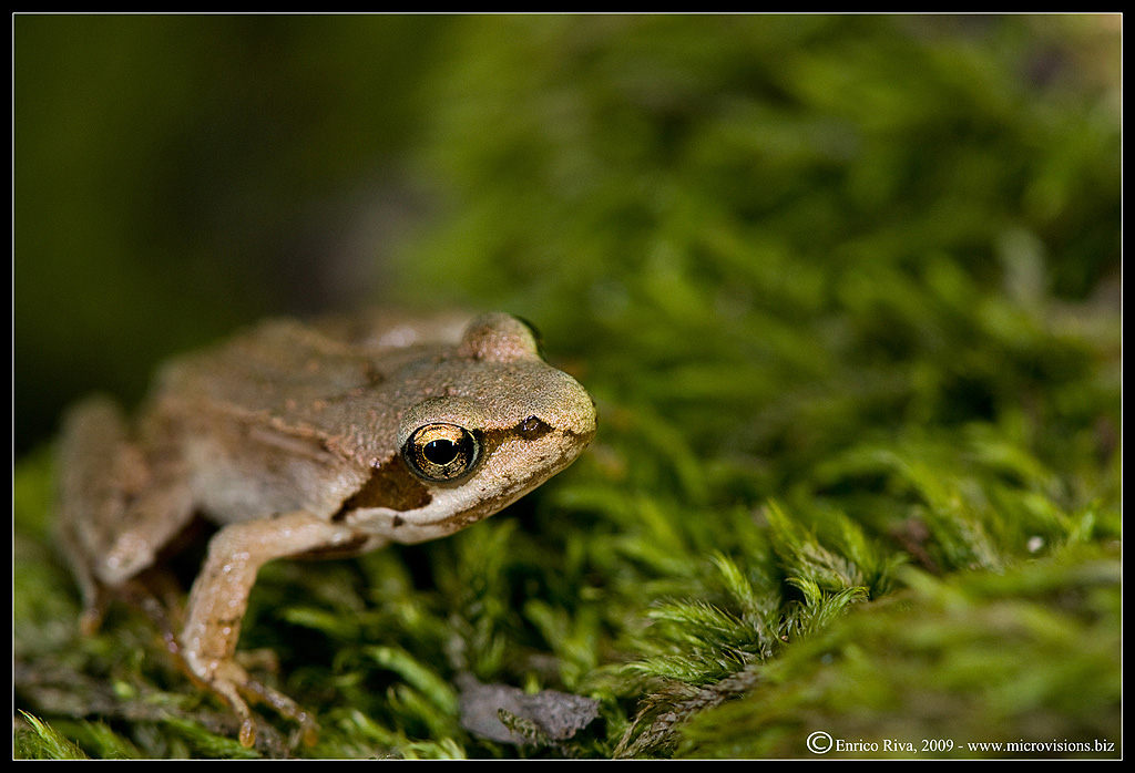 Rana dalmatina? - Rana temporaria